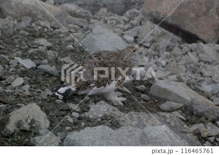 a snow grouse (ptarmigan)ライチョウ～初冬の北アルプス槍穂高縦走路,穂高連峰 116465761