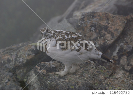 a snow grouse (ptarmigan)ライチョウ~初冬の北アルプス槍穂高縦走路,穂高連峰 a snow grouse (ptarmigan)ライチョウ~初冬の北アルプス槍穂高縦走路,穂高連峰 116465786