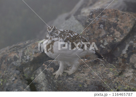a snow grouse (ptarmigan)ライチョウ~初冬の北アルプス槍穂高縦走路,穂高連峰 a snow grouse (ptarmigan)ライチョウ~初冬の北アルプス槍穂高縦走路,穂高連峰 116465787