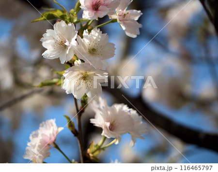 4月に咲いた白いサクラ「伊加流伎白八重(イカルギシロヤエ)」 4月に咲いた白いサクラ「伊加流伎白八重(イカルギシロヤエ)」 116465797