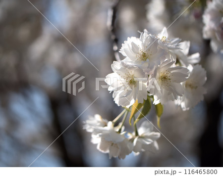 4月に咲いた白いサクラ「伊加流伎白八重（イカルギシロヤエ）」 116465800