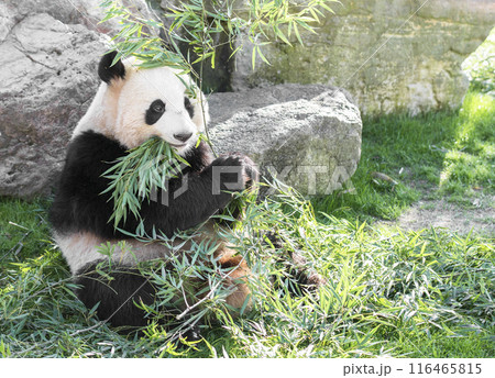 座って笹の葉を食べるパンダ 座って笹の葉を食べるパンダ 116465815