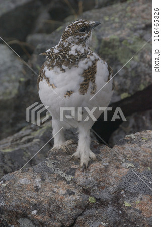 a snow grouse (ptarmigan)ライチョウ~初冬の北アルプス槍穂高縦走路,穂高連峰 a snow grouse (ptarmigan)ライチョウ~初冬の北アルプス槍穂高縦走路,穂高連峰 116465826