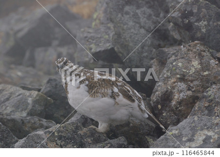 a snow grouse (ptarmigan)ライチョウ～初冬の北アルプス槍穂高縦走路,穂高連峰 116465844