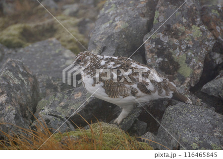 a snow grouse (ptarmigan)ライチョウ~初冬の北アルプス槍穂高縦走路,穂高連峰 a snow grouse (ptarmigan)ライチョウ~初冬の北アルプス槍穂高縦走路,穂高連峰 116465845