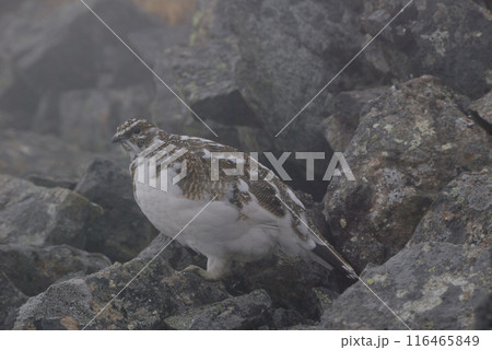 a snow grouse (ptarmigan)ライチョウ~初冬の北アルプス槍穂高縦走路,穂高連峰 a snow grouse (ptarmigan)ライチョウ~初冬の北アルプス槍穂高縦走路,穂高連峰 116465849