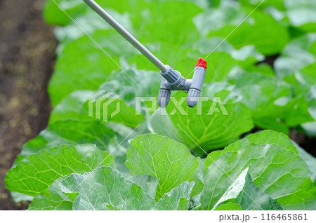 畑の作物にスプレーをする男性 畑の作物にスプレーをする男性 116465861