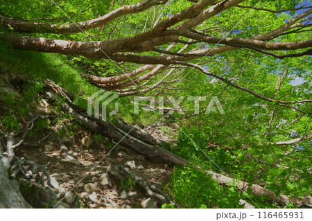 唐松岳登山道の景色 唐松岳登山道の景色 116465931