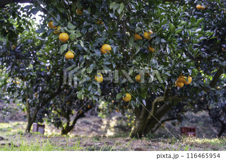 たわわに実った蜜柑 たわわに実った蜜柑 116465954