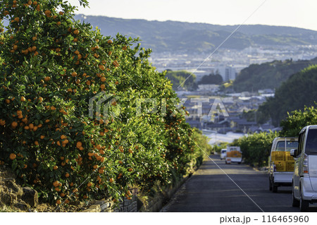 みかん畑を走る軽トラック みかん畑を走る軽トラック 116465960