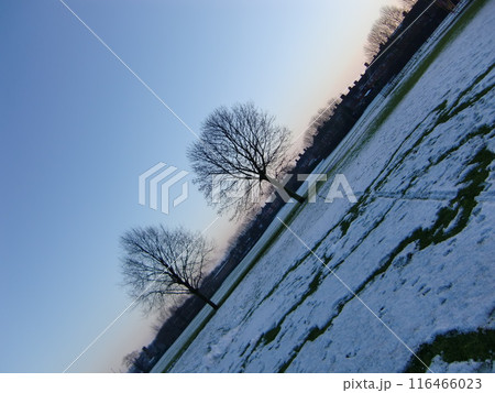 雪が積もった木 雪が積もった木 116466023
