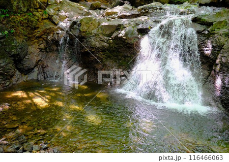 夏の麻苧の滝自然公園 116466063