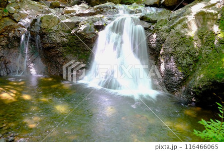 夏の麻苧の滝自然公園 116466065