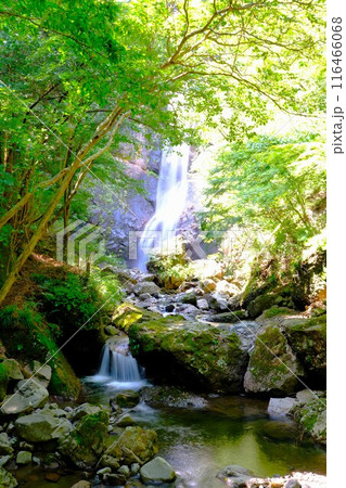 夏の麻苧の滝自然公園 夏の麻苧の滝自然公園 116466068
