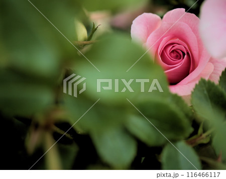 5月に咲いたピンク色で美しいバラの花「アミ･ロマンティカ」 116466117