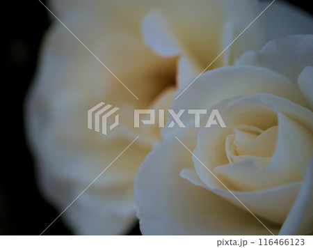 5月に咲いた白く美しいバラの花「アイスバーグ（シュネーヴィッチェン）」 116466123