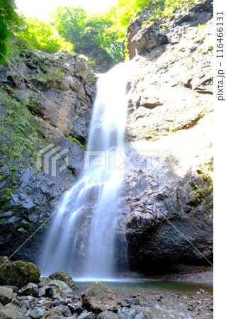 夏の麻苧の滝自然公園 116466131
