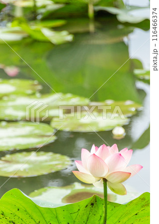 水面に浮かぶ蓮の花 水面に浮かぶ蓮の花 116466374
