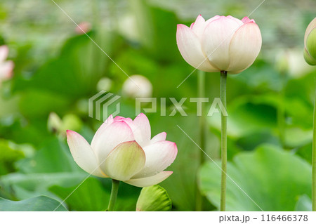 蓮の花のある風景 116466378