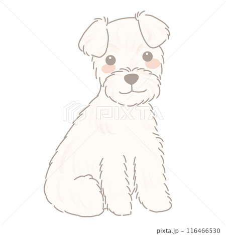 お座りしたミニチュアシュナウザー　ホワイト 116466530