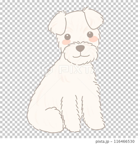 お座りしたミニチュアシュナウザー　ホワイト 116466530