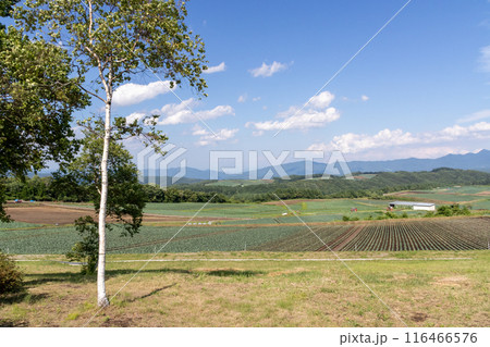 群馬県嬬恋村 愛妻の丘から見るキャベツ畑 群馬県嬬恋村 愛妻の丘から見るキャベツ畑 116466576