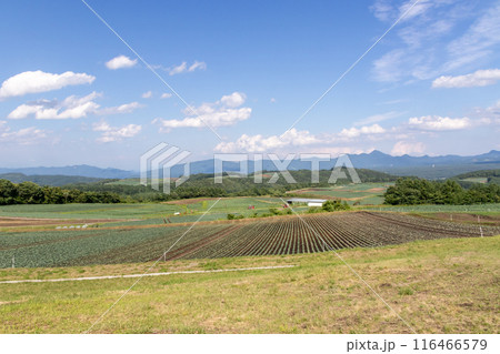 群馬県嬬恋村 愛妻の丘から見るキャベツ畑 群馬県嬬恋村 愛妻の丘から見るキャベツ畑 116466579