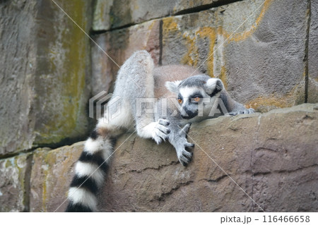 Ring-tailed lemur (Lemur catta) sitting on a wall 116466658