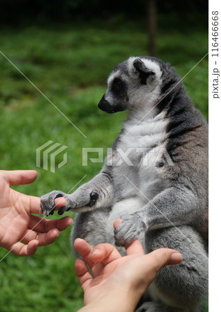 Ring-tailed lemur holding hands with a person Ring-tailed lemur holding hands with a person 116466668