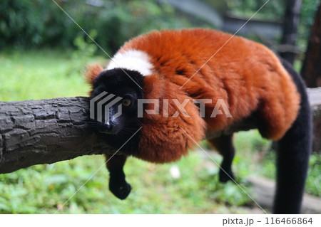 Red ruffed lemur (Lemur catta) on the tree 116466864