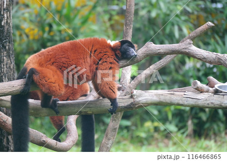 Red ruffed lemur (Lemur catta) on the tree 116466865