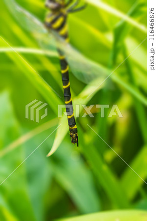 雌のオニヤンマの産卵管 雌のオニヤンマの産卵管 116466876