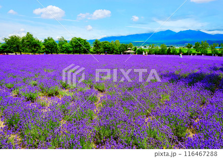 倖の畑と十勝岳連峰 116467288
