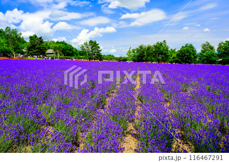 倖の畑 倖の畑 116467291