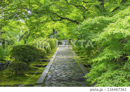 初夏の京都　酬恩庵（一休寺）青紅葉が美しい石畳の参道 116467361