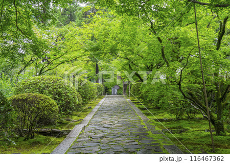初夏の京都 酬恩庵(一休寺)青紅葉が美しい石畳の参道 初夏の京都 酬恩庵(一休寺)青紅葉が美しい石畳の参道 116467362