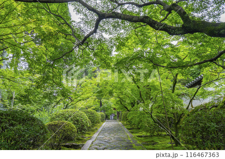 初夏の京都　酬恩庵（一休寺）青紅葉が美しい石畳の参道 116467363