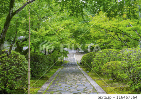初夏の京都　酬恩庵（一休寺）青紅葉が美しい石畳の参道 116467364