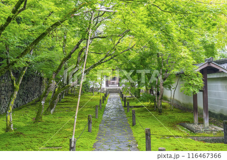 初夏の京都　酬恩庵（一休寺）青紅葉が美しい石畳の参道 116467366
