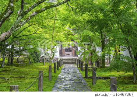 初夏の京都 酬恩庵(一休寺)青紅葉が美しい石畳の参道 初夏の京都 酬恩庵(一休寺)青紅葉が美しい石畳の参道 116467367