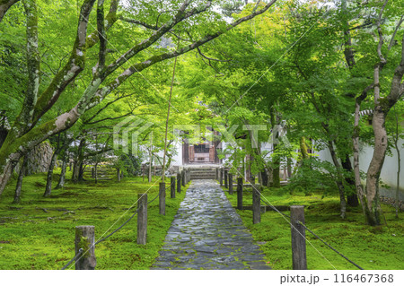 初夏の京都 酬恩庵(一休寺)青紅葉が美しい石畳の参道 初夏の京都 酬恩庵(一休寺)青紅葉が美しい石畳の参道 116467368