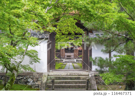 酬恩庵(一休寺)本堂へ向かう青紅葉が美しい石畳の参道 酬恩庵(一休寺)本堂へ向かう青紅葉が美しい石畳の参道 116467371
