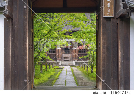酬恩庵（一休寺）本堂へ向かう青紅葉が美しい石畳の参道 116467373