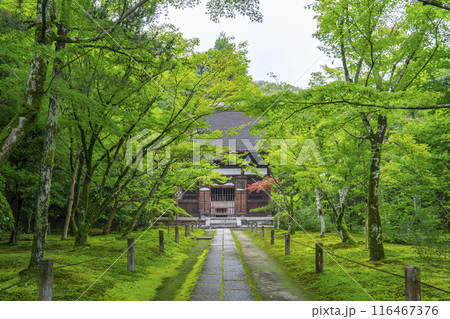 酬恩庵（一休寺）　青紅葉に包まれた本堂 116467376