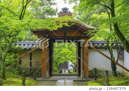 酬恩庵（一休寺）　青紅葉に包まれた参道 116467379