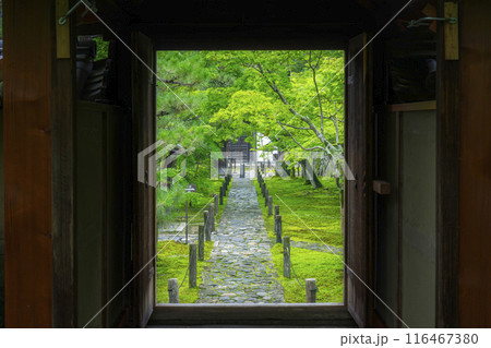 酬恩庵(一休寺) 青紅葉に包まれた参道 酬恩庵(一休寺) 青紅葉に包まれた参道 116467380