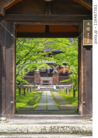 酬恩庵(一休寺) 青紅葉に包まれた本堂 酬恩庵(一休寺) 青紅葉に包まれた本堂 116467381