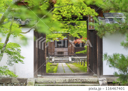 酬恩庵（一休寺）　青紅葉に包まれた本堂 116467401