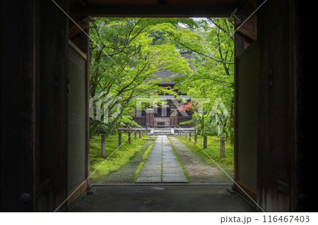 酬恩庵（一休寺）　青紅葉に包まれた本堂 116467403