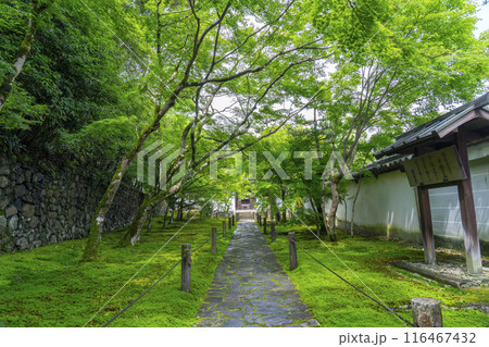 酬恩庵（一休寺）　青紅葉に包まれた石畳の参道 116467432